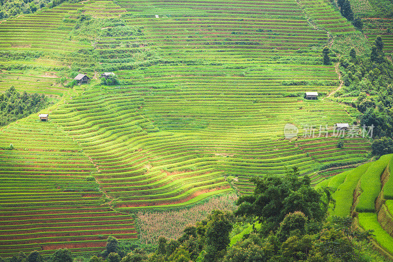 美丽的风景，绿色的稻田准备在越南西北部的梯田日落山在木仓寨，Yen Bai，越南